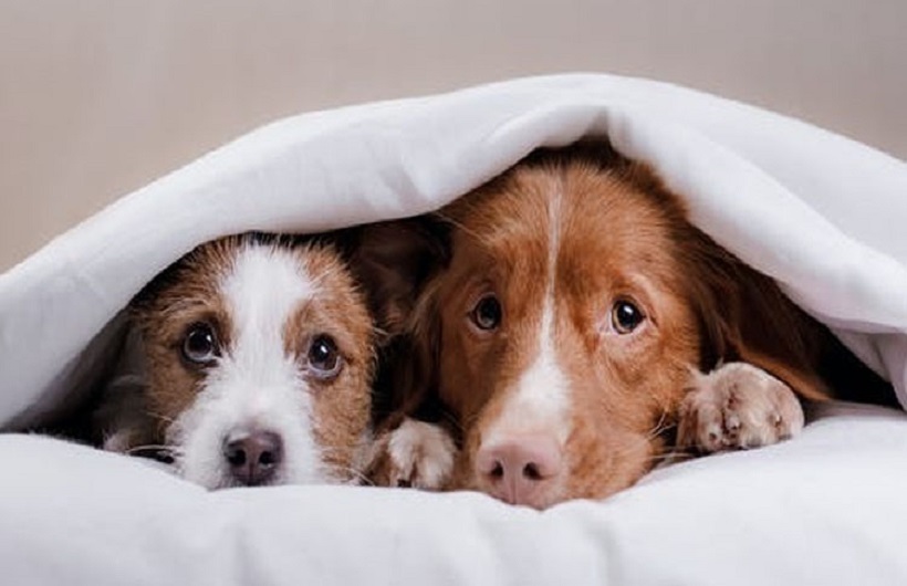 طراحان صیانت از حقوق عامه برابر حیوانات خطرناک، تفاوت بین حیوان وحشی و اهلی را نمیدانند طراحان صیانت از حقوق عامه برابر حیوانات خطرناک، تفاوت بین حیوان وحشی و اهلی را نمیدانند