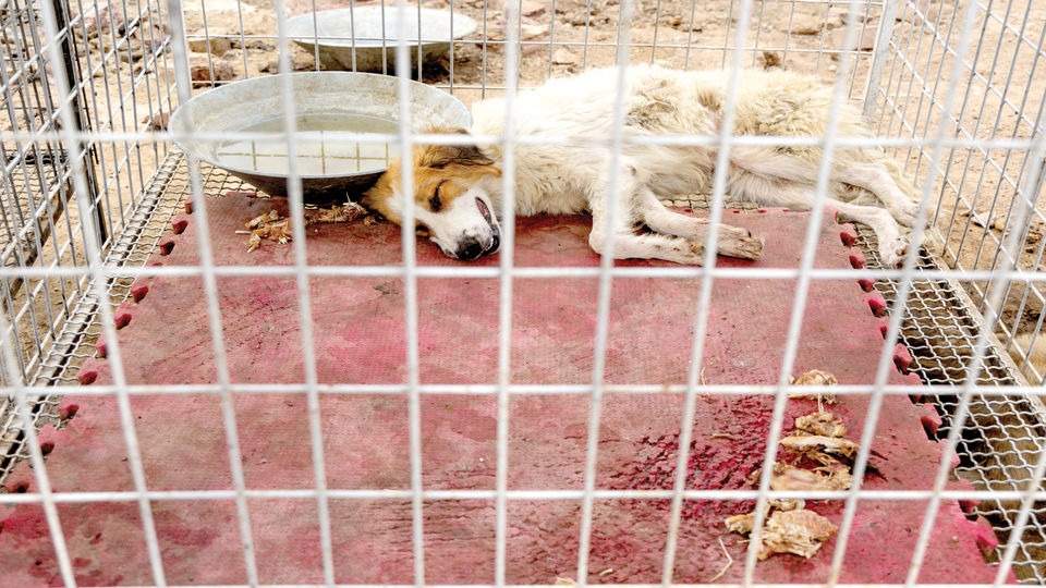 کشتنهای بیحاصل کشتنهای بیحاصل