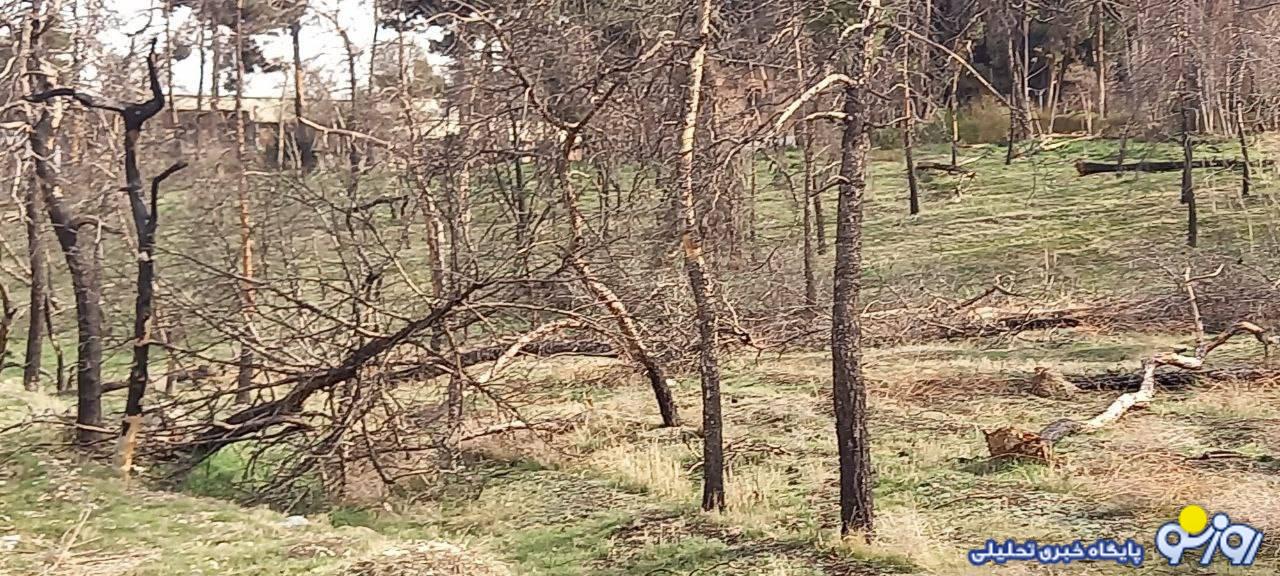 ماجرای قطع شبانه درختان پادگان تهران ماجرای قطع شبانه درختان پادگان تهران