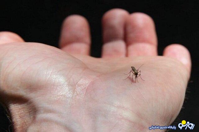تب استخوان شکن از علائم «تب دانگی» / صید پشه آئدس در ۴ استان تب استخوان شکن از علائم «تب دانگی» / صید پشه آئدس در ۴ استان