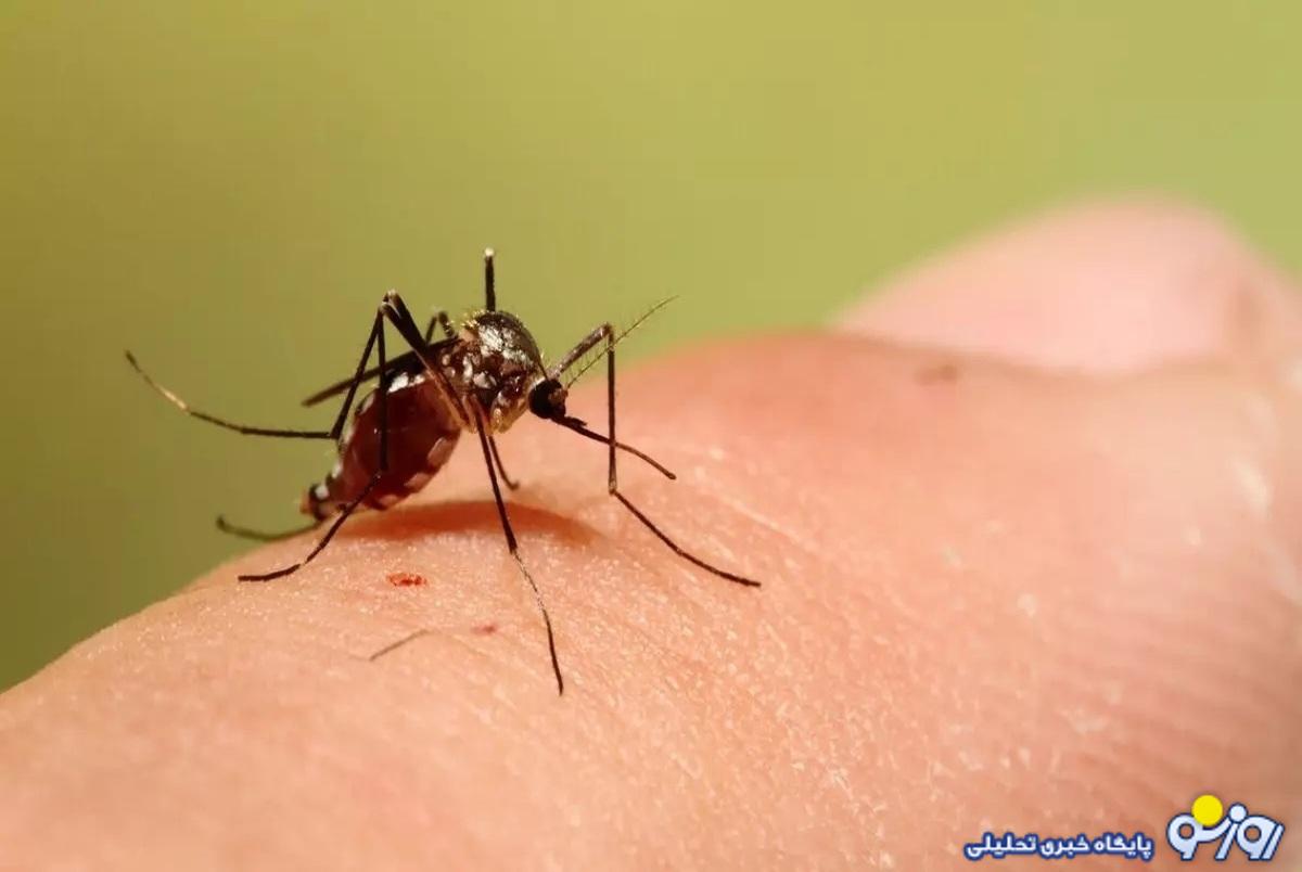 نیمی از جهان در تور پشه خطرناک نیمی از جهان در تور پشه خطرناک