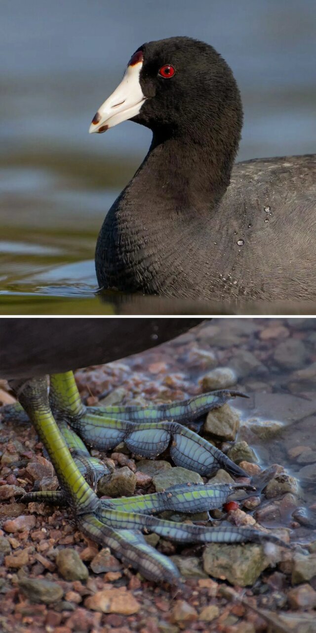 حیواناتی که شکل پای آنها خیلی عجیب است!