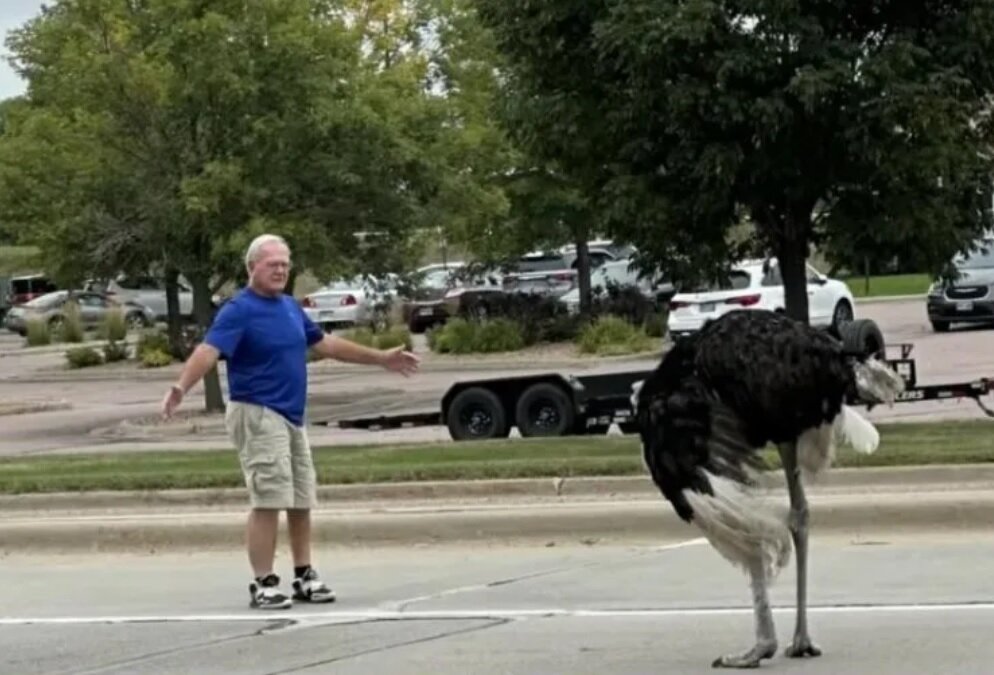تصاویر شترمرغ سرگردان در جاده خبرساز شد